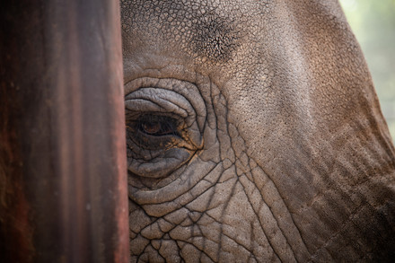 FOUR PAWS experts assess wellbeing of four African elephants in Pakistan