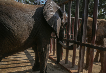 FOUR PAWS: “There is hope for the Karachi elephants, if improvements are made”