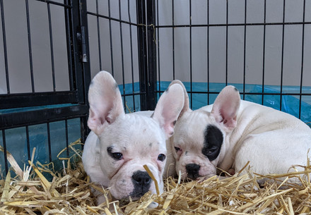 Two french bulldogs puppies
