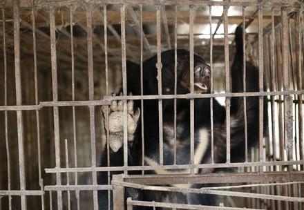 Tu Do in the cage she was kept