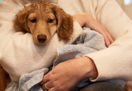 Sick dog with his owner
