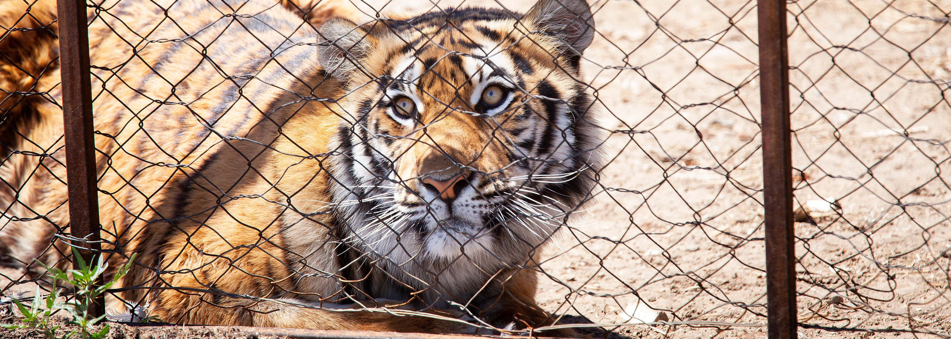 Tiger kept in a small cage in South Africa