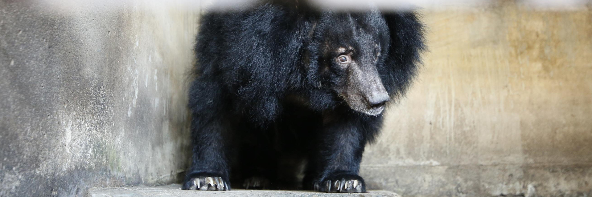 Help Us End Cruel Bear Farming Bear
