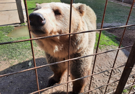 Rescue Bear Iva Bear Iva in North Macedonia