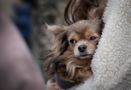 Refugees from Ukraine are crossing the border from Ukraine into Poland at Medyca, Poland, with their pets