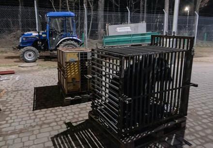 Emergency transfer of five bears