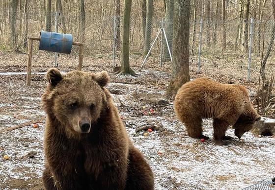 Bears released into outdoor enclosure