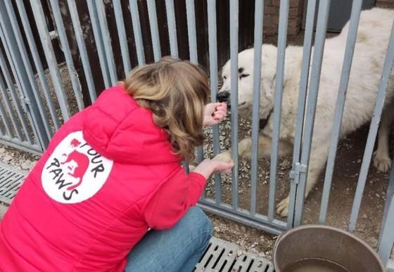 Help for shelter dogs