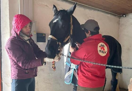 Emergency evacuation of horses