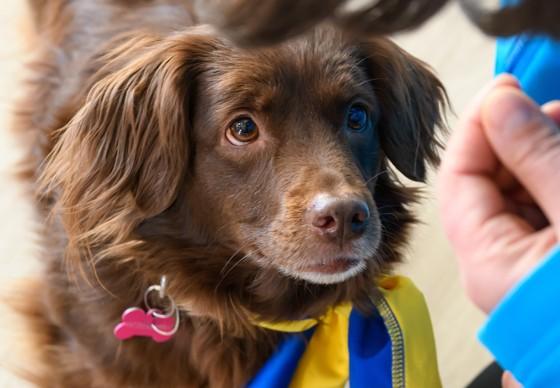 Taking care of refugees from Ukraine in Romania