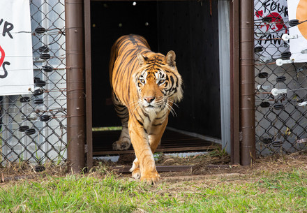 Argentinian Train Tigers arriving at LIONSROCK 
