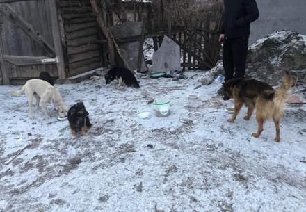 UPAW emergency feeding in Ukraine