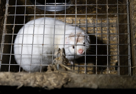 Mink in a cage at a fur farm in poland