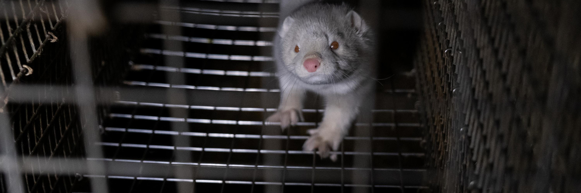Mink in a cage at a fur farm