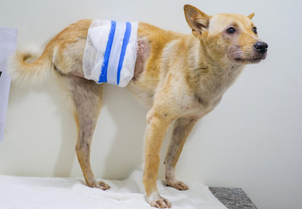 Rescue Dog Honey Rescue Dog Honey