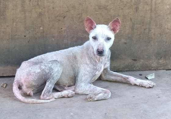 Stray dog in Bali, Indonesia