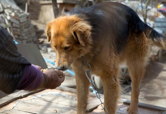 Food for shelter animals