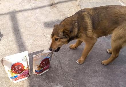 Stray animal care in Ukraine