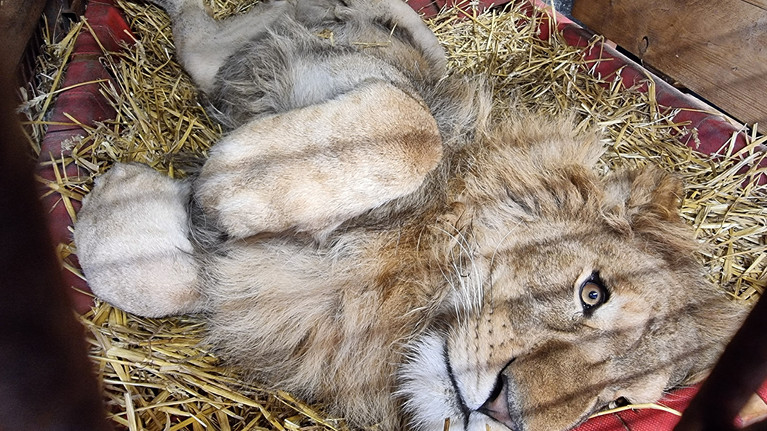 A Gift of Love Lion Simba at FELIDA Big Cat Sanctuary
