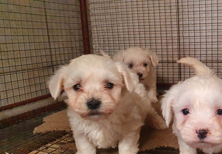 Three Maltese puppies inside a wired cage who have been confiscated as victims of the illegal puppy trade