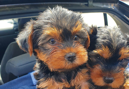 Puppies in the back of a car