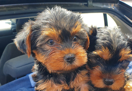 Investigation into the illegal puppy trade in Romania