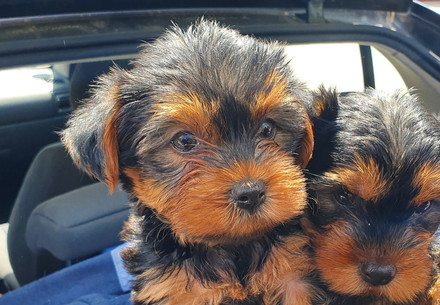 Protect Puppies on Social Media vs Reality Puppies inside the back of a car