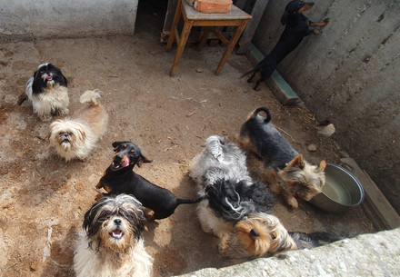 Dogs in bad keeping conditions