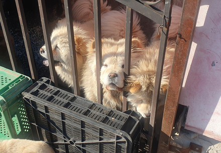 Three dogs in a cage