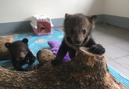 Bear cubs Bé and Em at BEAR SANCTUARY Ninh Binh