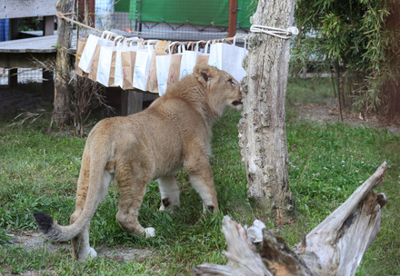 Lion cub Nikola at his new outdoor enclosure at FELIDA
