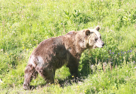 Rescue Bears Sam and Jamila Bear Sam
