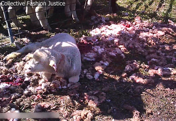 A lamb is lying on the ground in the cut off parts of skin A lamb is lying on the ground in the cut off parts of skin