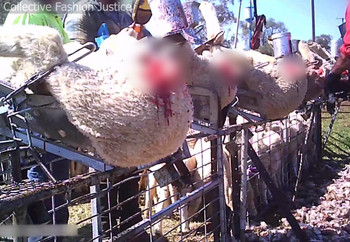 Lambs are strapped into a metal cradle to cut away the skin Lambs are strapped into a metal cradle to cut away the skin