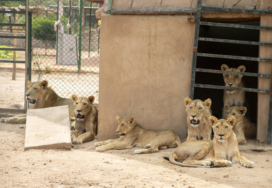 Group of lions in Sudan