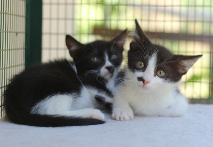 Poland: Deadly Bird Flu Outbreak Forces Pets to be Kept Inside