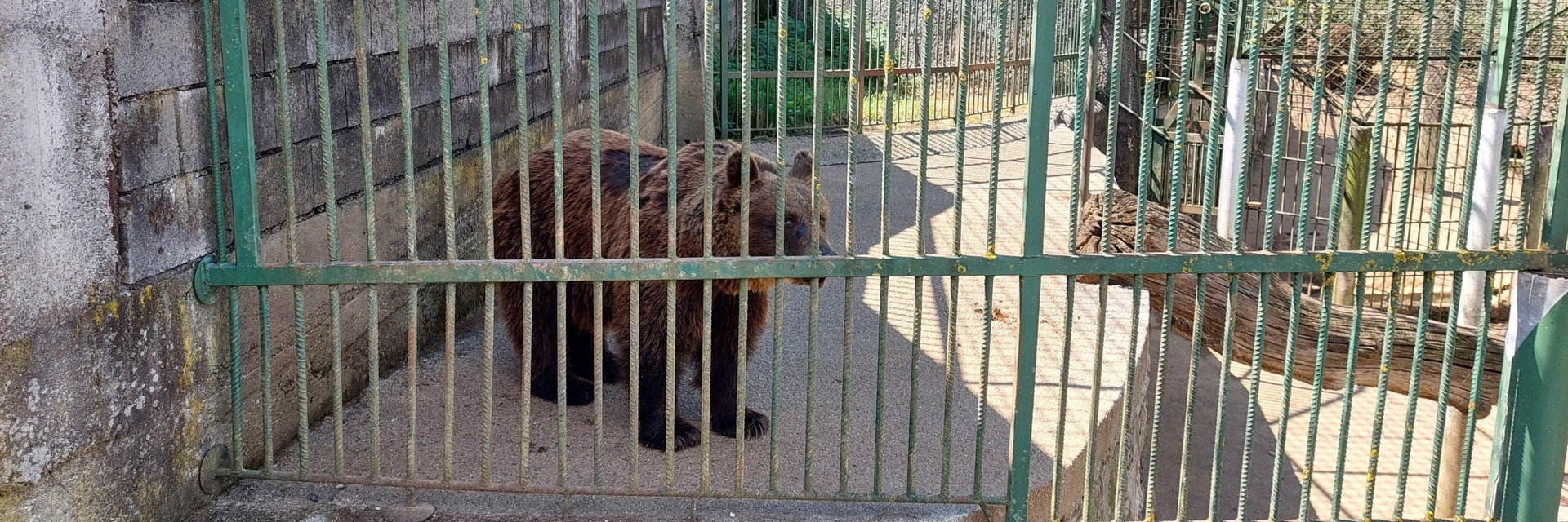Bear Mascha in a cage
