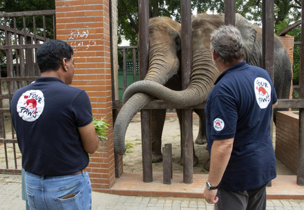 Elephants Noor Jehan and Mahubala at Karachi Zoo