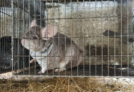Chinchilla farm in Romania