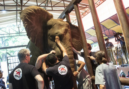 Karachi elephants receive dental surgery