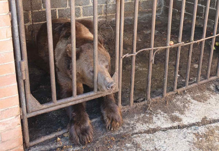 Male bear in Bahkmut, Ukraine