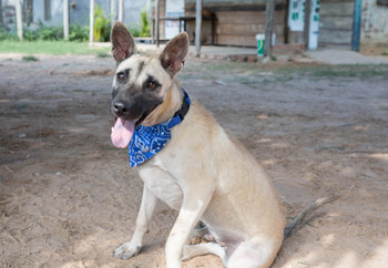 Dog Peter Parker sitting and looking happy