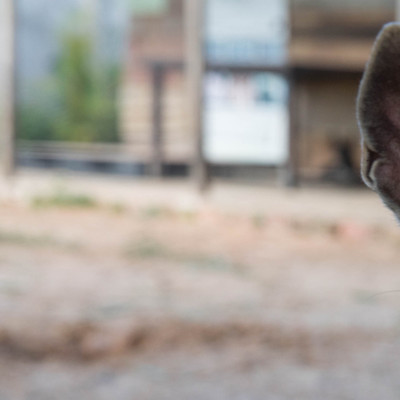 Rescue Dog Peter Parker