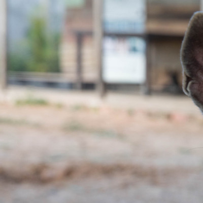 Rescue dog Peter Parker