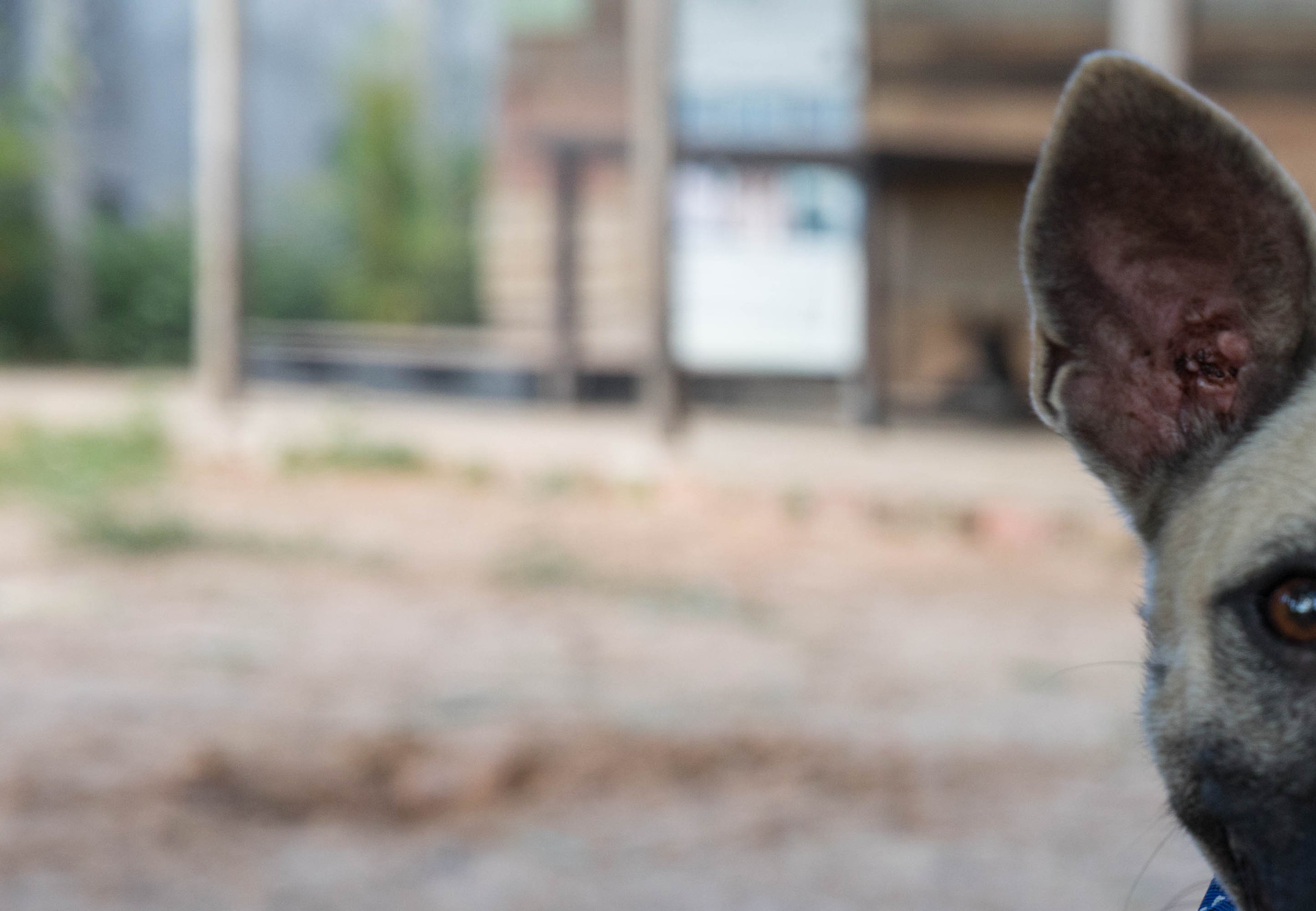 Rescued dog, Peter Parker, with tongue hanging out