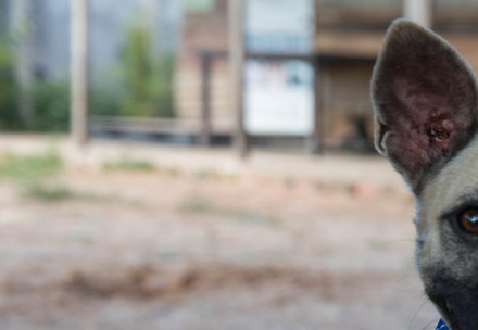 Rescue dog Peter Parker Rescued dog, Peter Parker, with tongue hanging out