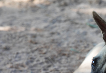 Dog Peter Parker lying in the sand 