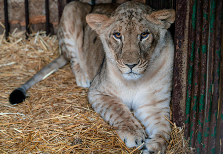 Rescue Lioness Vasylyna Lion cub Vasylyna in Ukraine