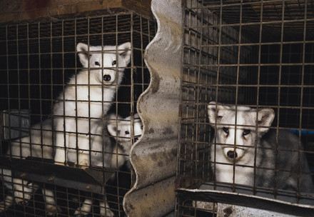 Artic foxes at a fur farm
