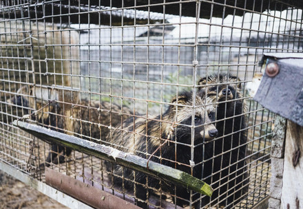 Raccoon dogs at a fur farm in Poland